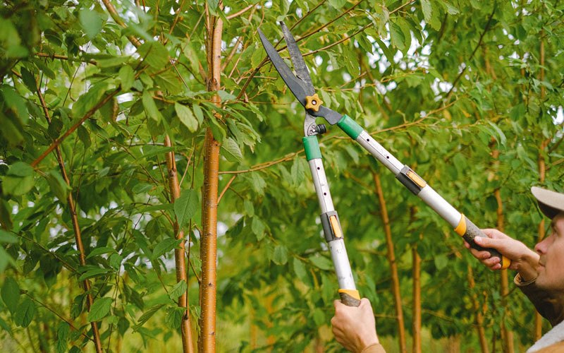 Tree trimming in Russiaville, IN
